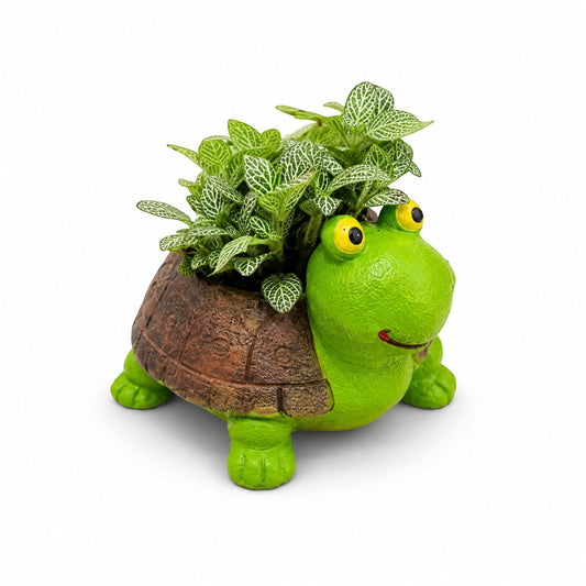 MyPlantMyTaste Fittonia plant with white veins in a cute green turtle planter with yellow eyes and a brown shell.
