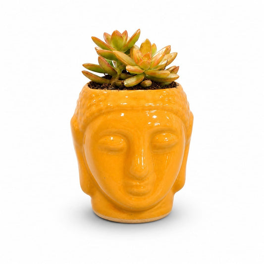 MyPlantMyTaste golden sedum succulent in a glossy yellow Buddha face ceramic planter.