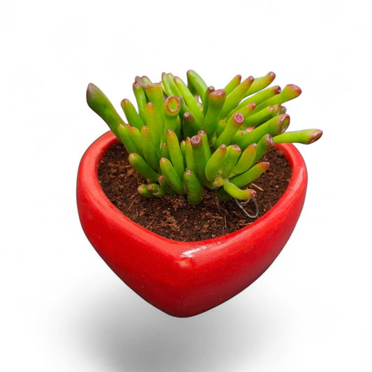 MyPlantMyTaste Gollum Jade succulent with red-tipped green tubular leaves in a glossy red heart-shaped ceramic planter.