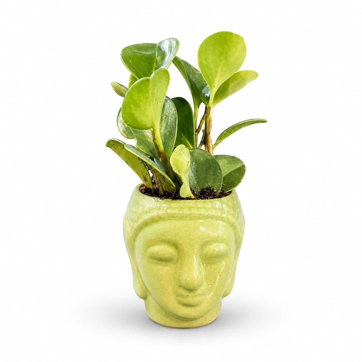 MyPlantMyTaste Peperomia Green plant in a glossy light green Buddha face ceramic planter. Features glossy round green foliage.