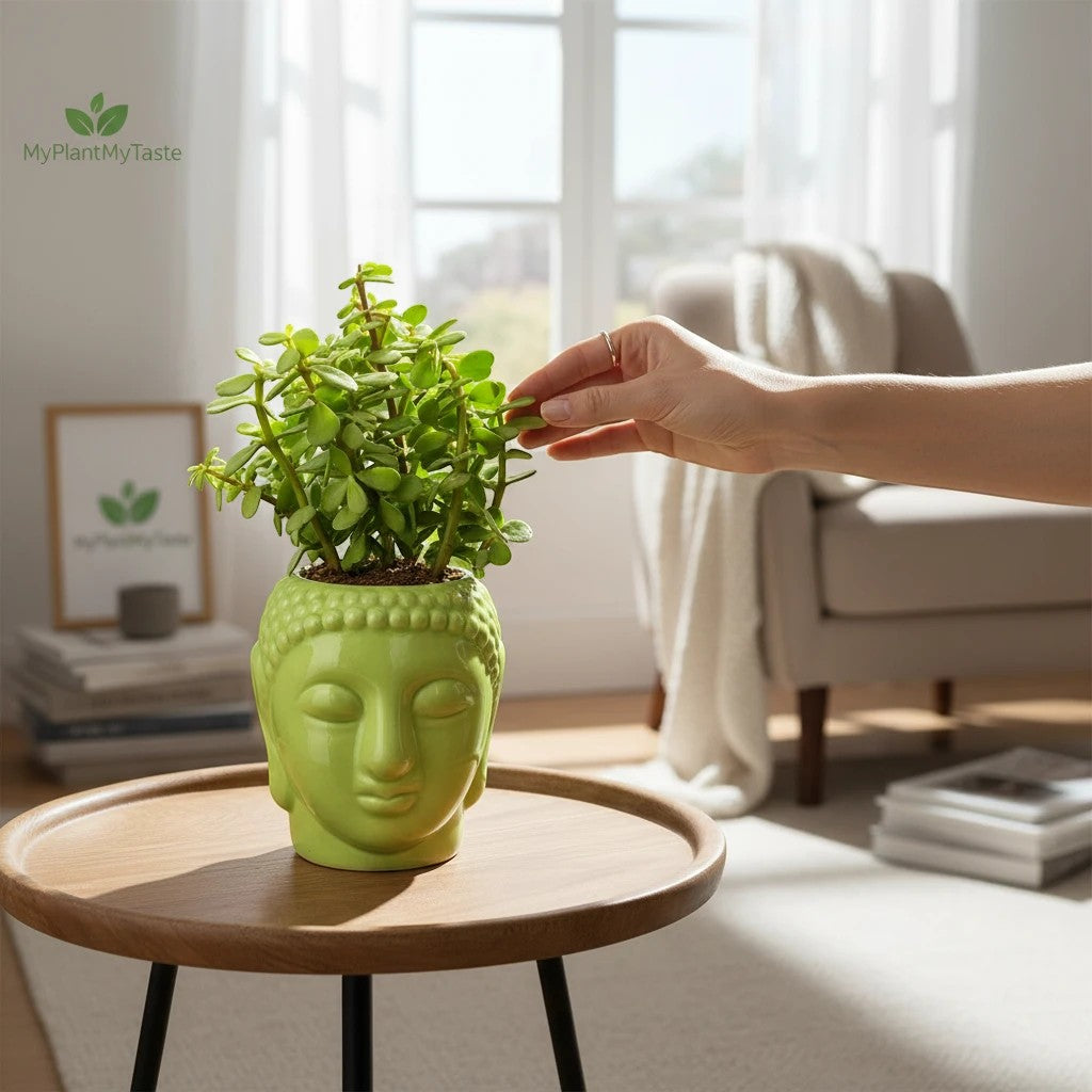 MyPlantMyTaste glossy green Buddha face ceramic planter with a jade plant. Hand touching leaves.