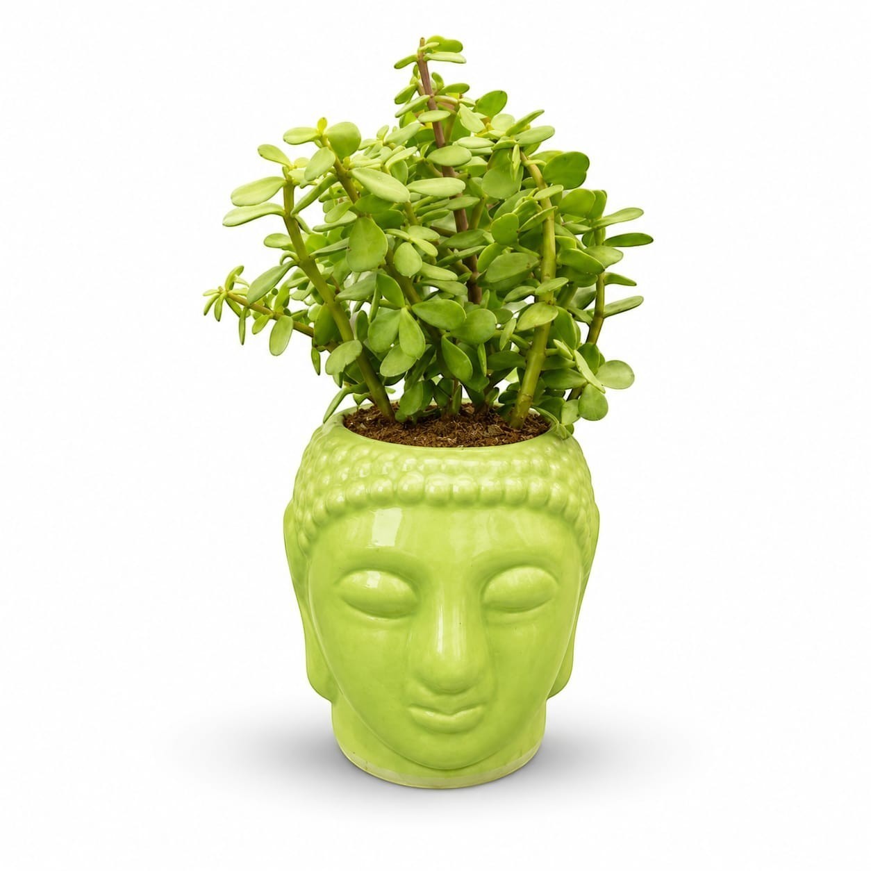 MyPlantMyTaste Jade Plant in a glossy green ceramic Buddha face planter. This succulent is a symbol of prosperity and peace.