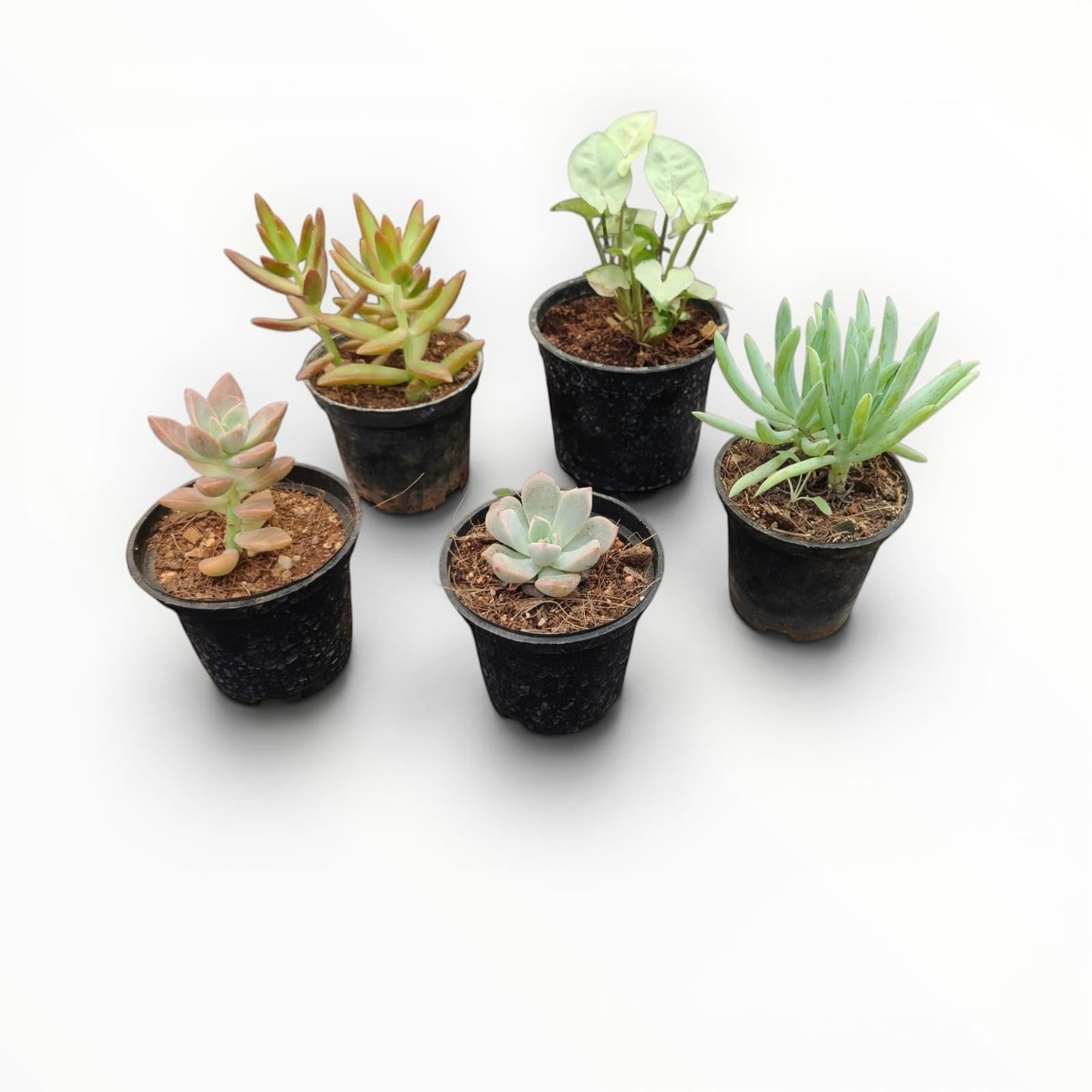 MyPlantMyTaste assorted mini indoor plants and succulents in black nursery pots. Set of 5.