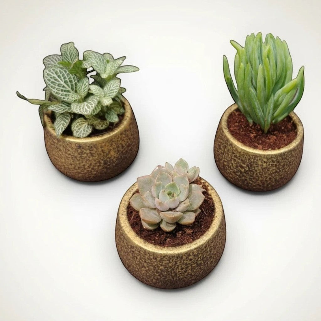 MyPlantMyTaste set of 3 mini assorted plants and succulents in rustic gold textured ceramic pots.