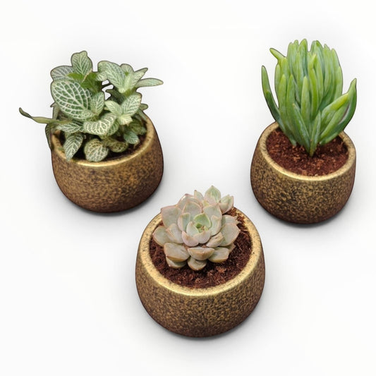 MyPlantMyTaste set of 3 mini assorted plants and succulents in rustic gold textured ceramic pots.