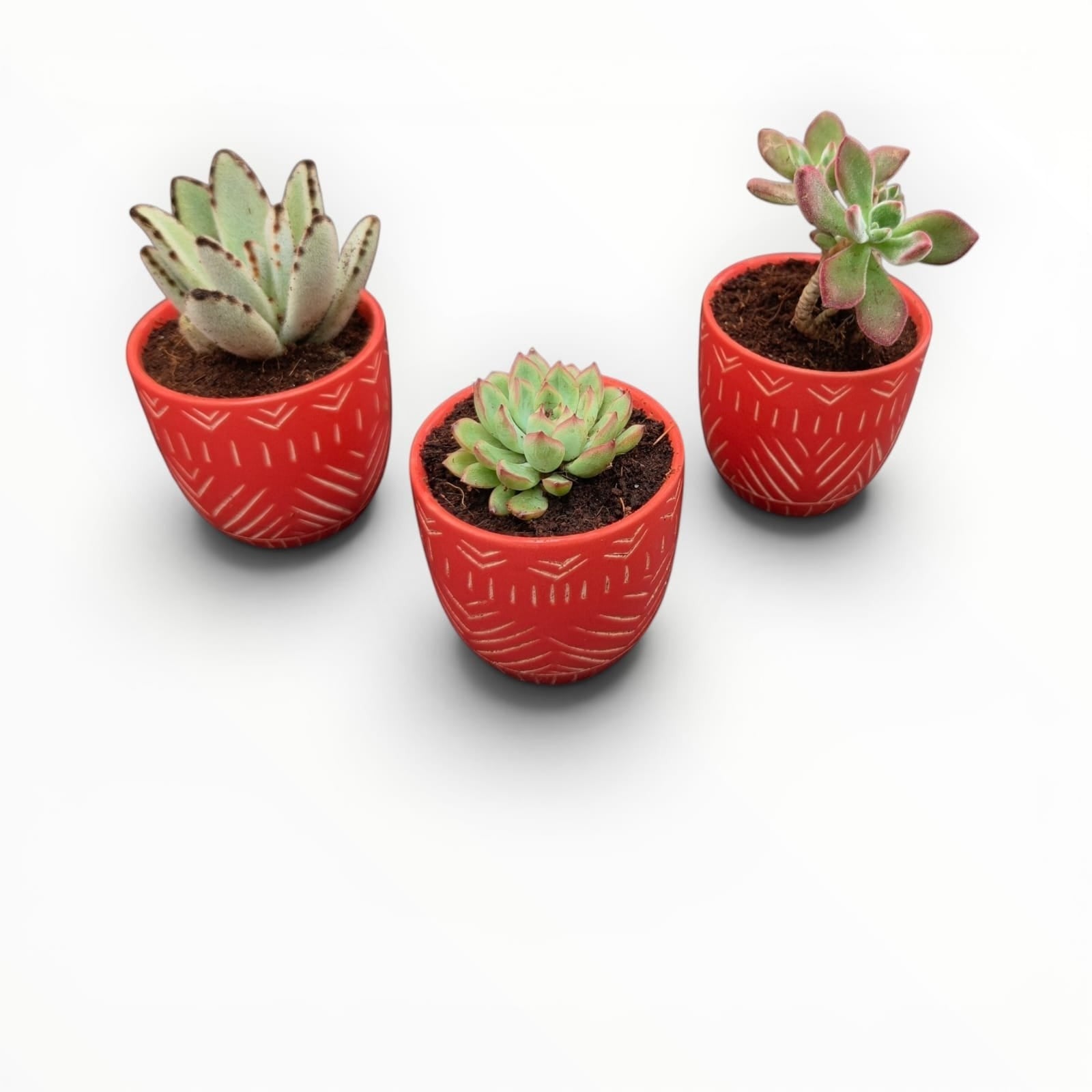 MyPlantMyTaste set of 3 mini succulents in textured red ceramic pots with unique patterns.