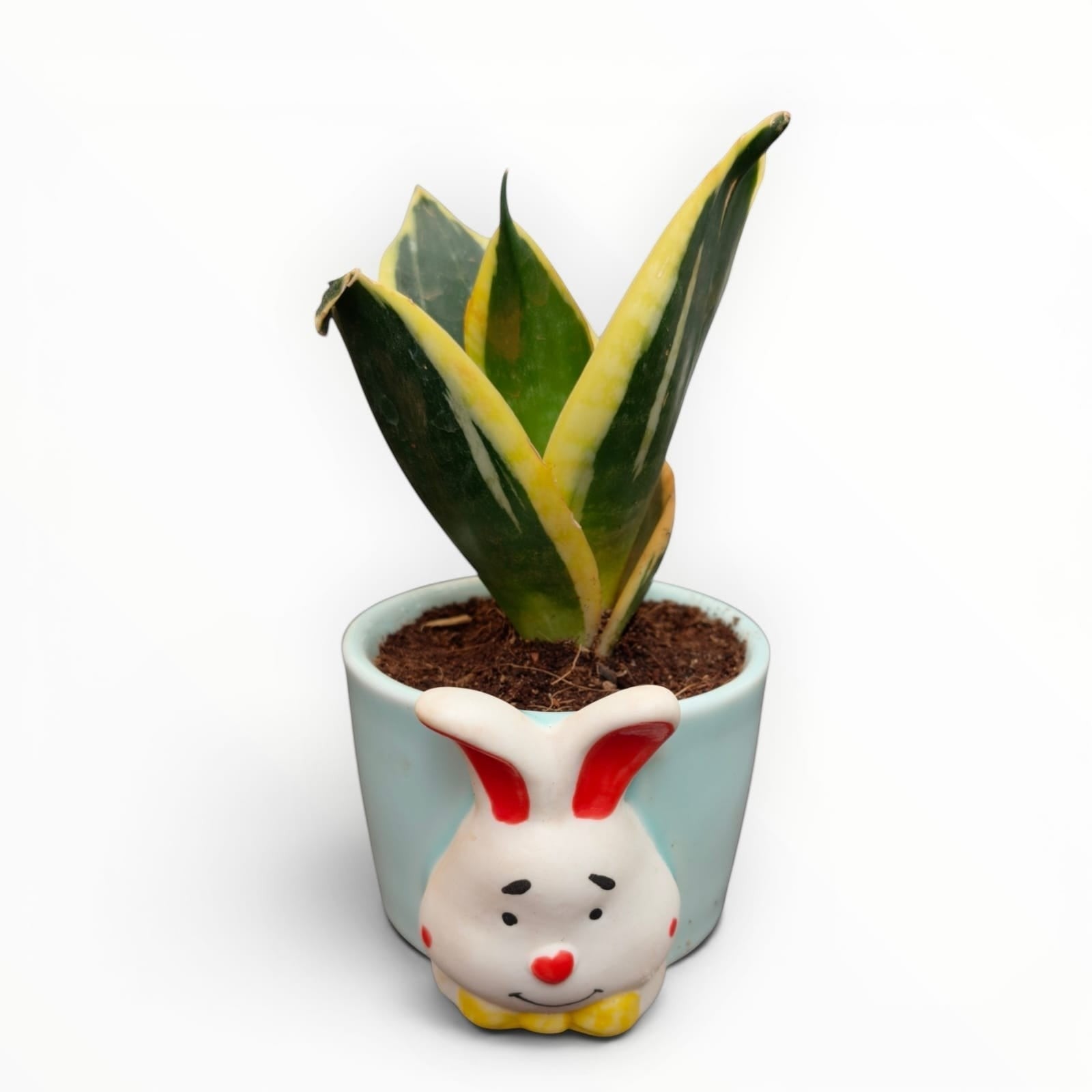 MyPlantMyTaste pastel blue ceramic planter with a cute bunny face holding a variegated snake plant.