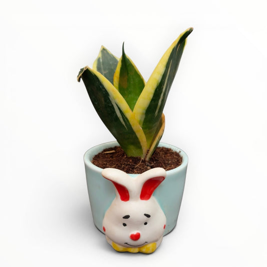 MyPlantMyTaste pastel blue ceramic planter with a cute bunny face holding a variegated snake plant.