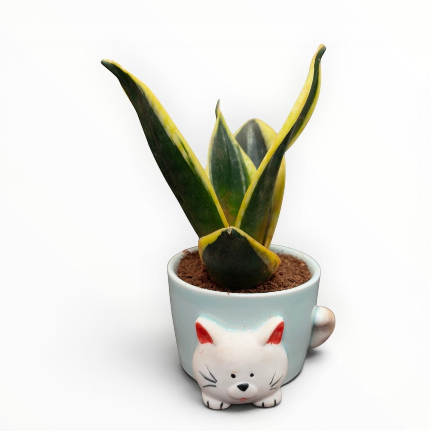 MyPlantMyTaste light blue ceramic planter shaped like a cat holding a green and yellow snake plant.