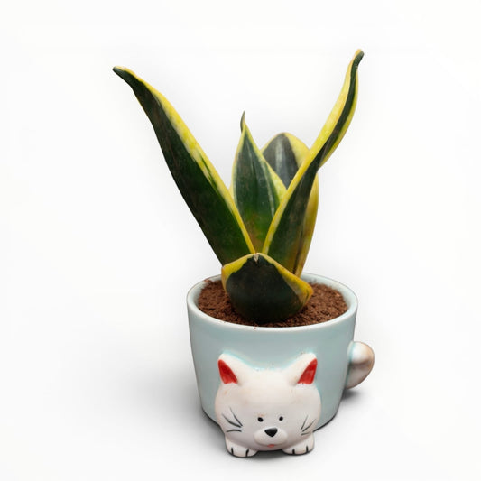MyPlantMyTaste light blue ceramic planter shaped like a cat holding a green and yellow snake plant.
