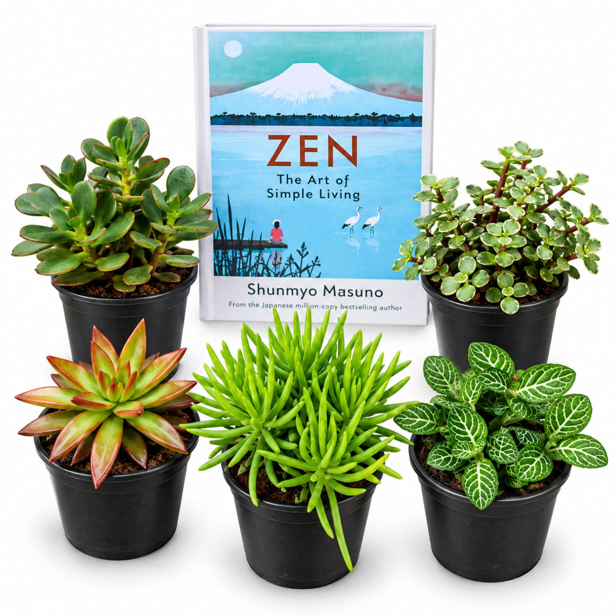 Pack of 5 succulents with a free book