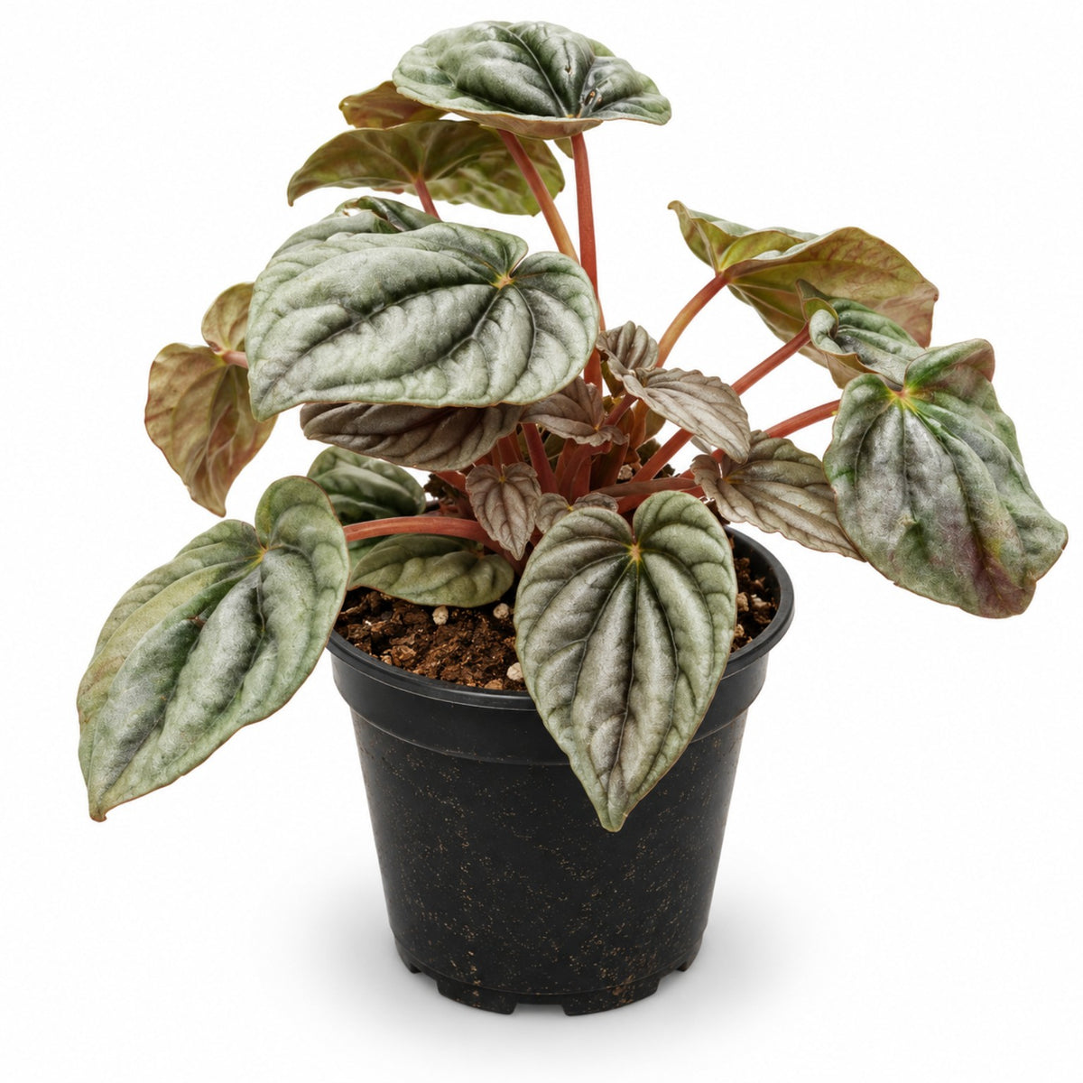 Peperomia caperata Ripple Peperomia with textured silver-green leaves in black nursery pot