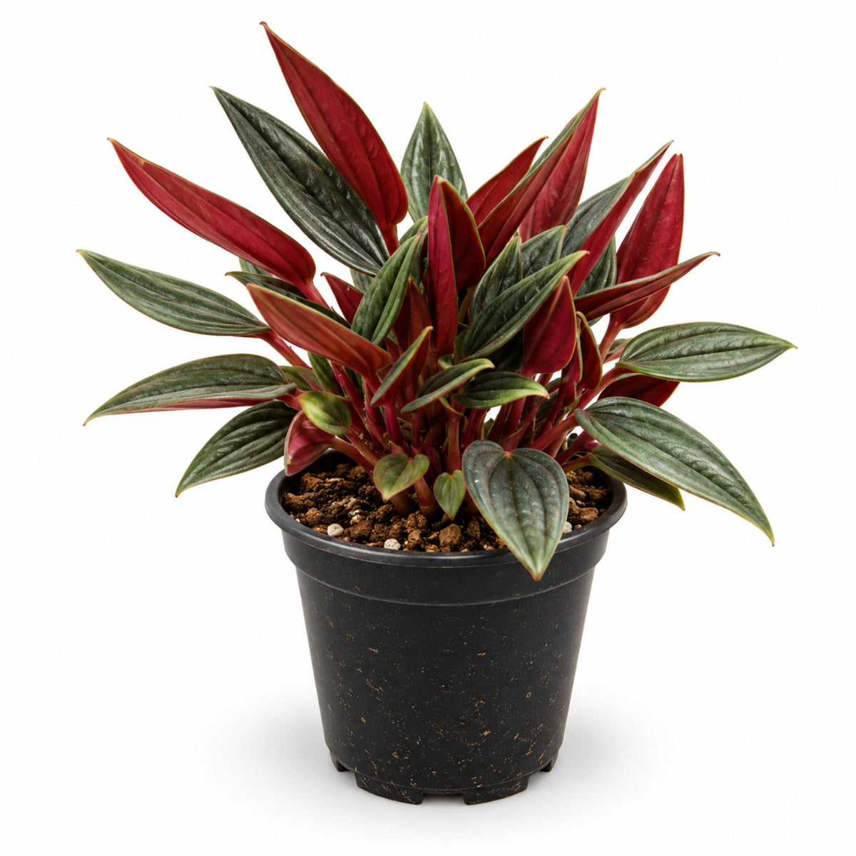Peperomia Rosso with green rippled leaves and red undersides in black nursery pot