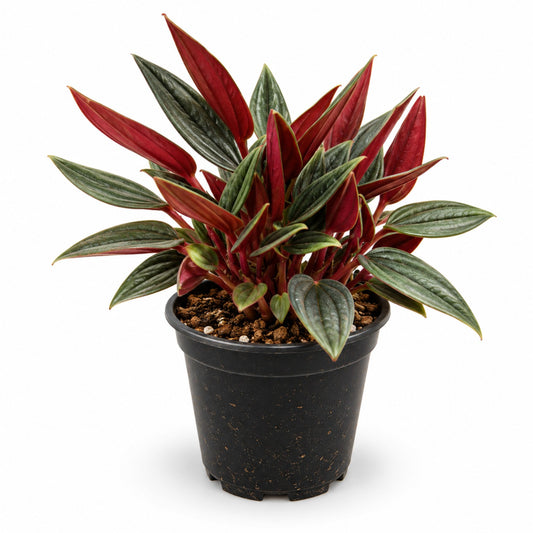 Peperomia Rosso with green rippled leaves and red undersides in black nursery pot