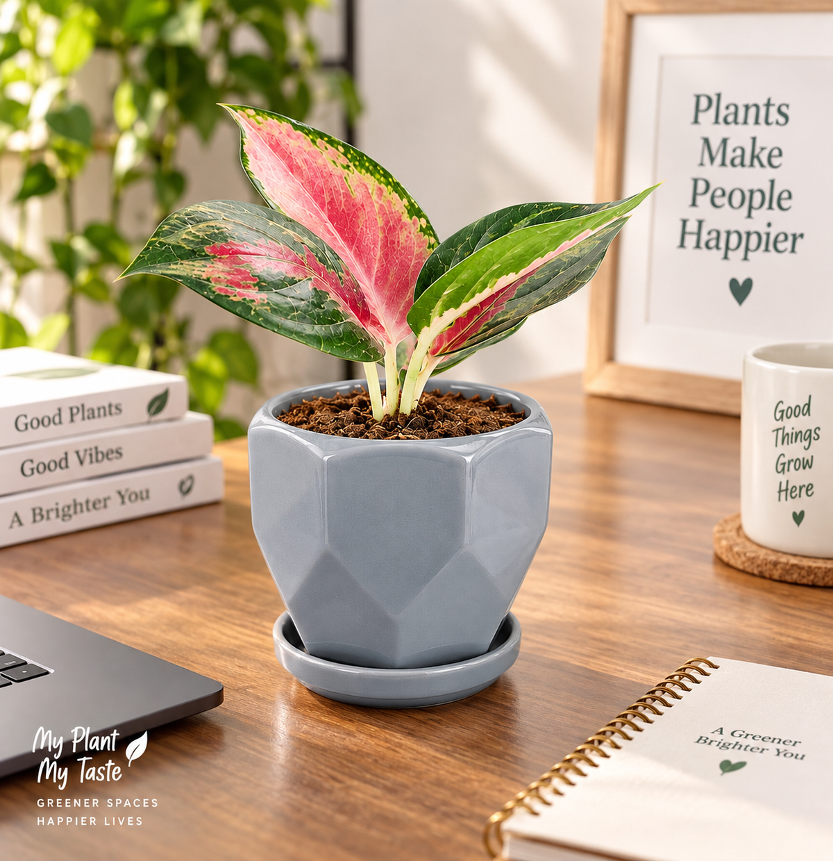 Pink Aglaonema indoor plant in ceramic pot on a modern desk