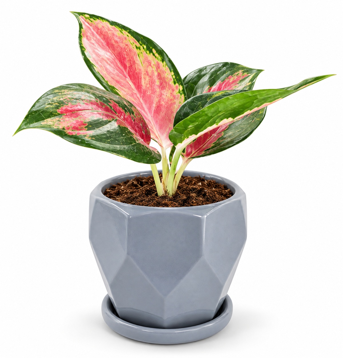 Pink Aglaonema indoor plant in grey ceramic pot on white background