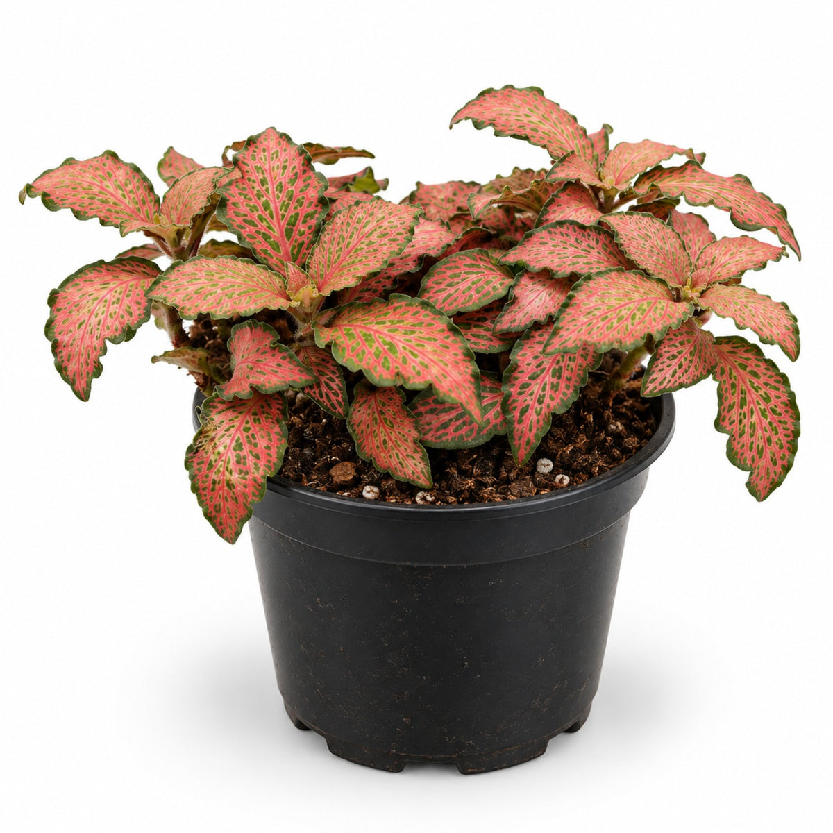 Pink Nerve Plant Fittonia with pink veined leaves in black nursery pot