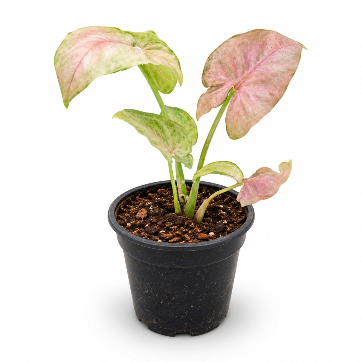 Pink Syngonium indoor plant with pink and green arrow-shaped leaves in black nursery pot