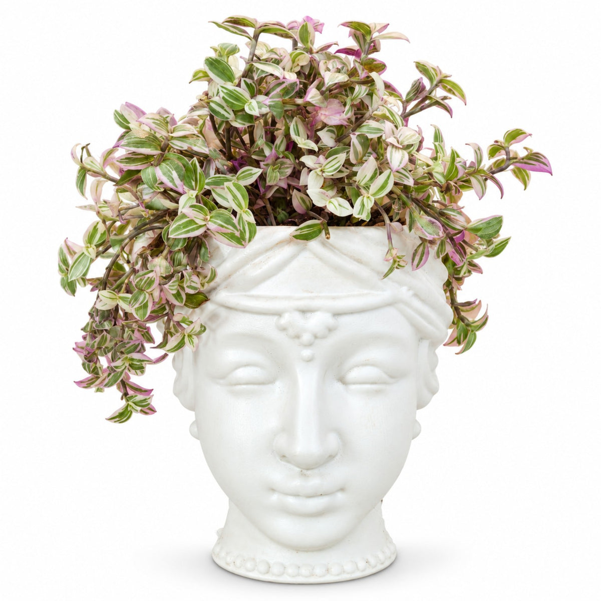 Pink variegated Tradescantia plant in white face planter