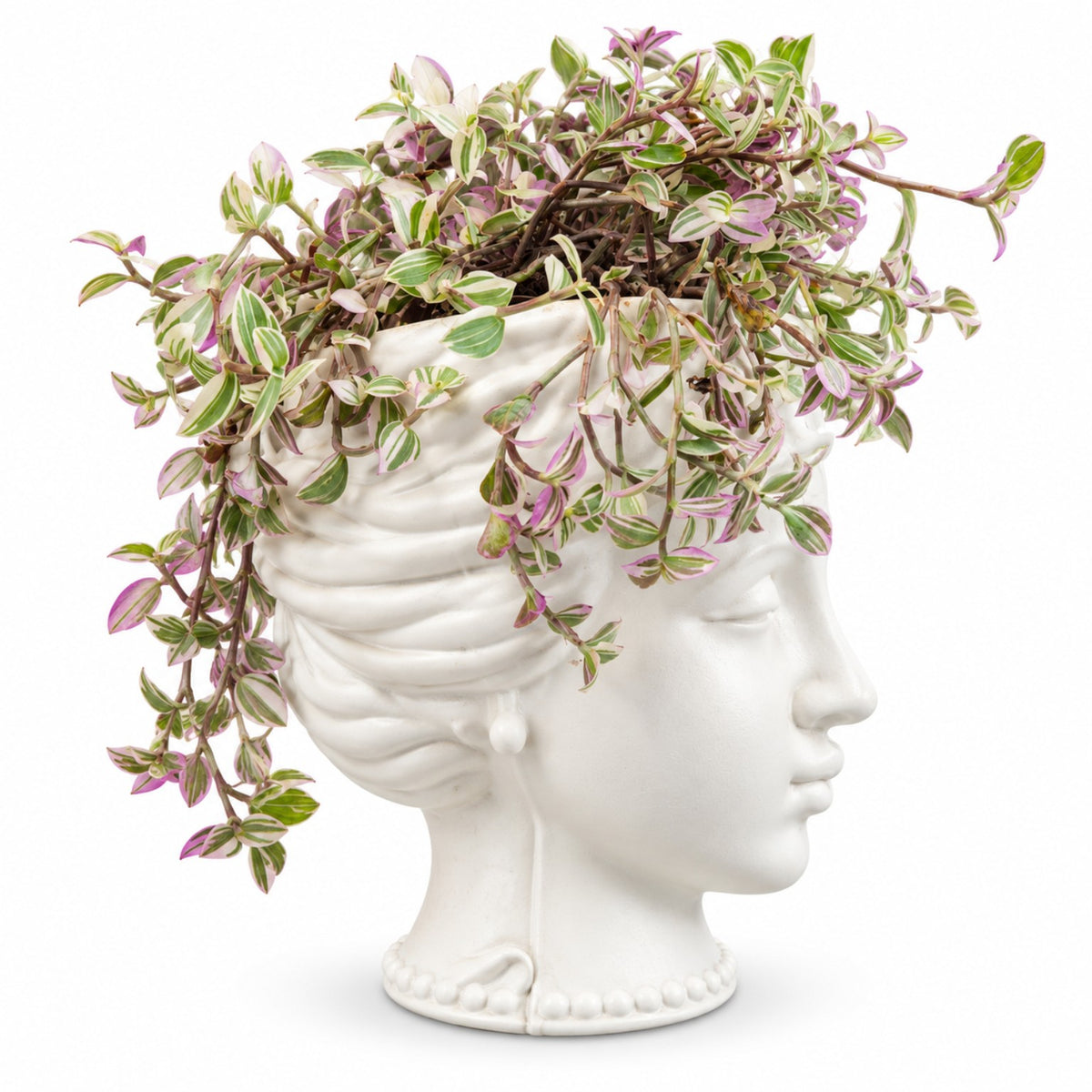 Pink variegated trailing Tradescantia plant in white face planter side view