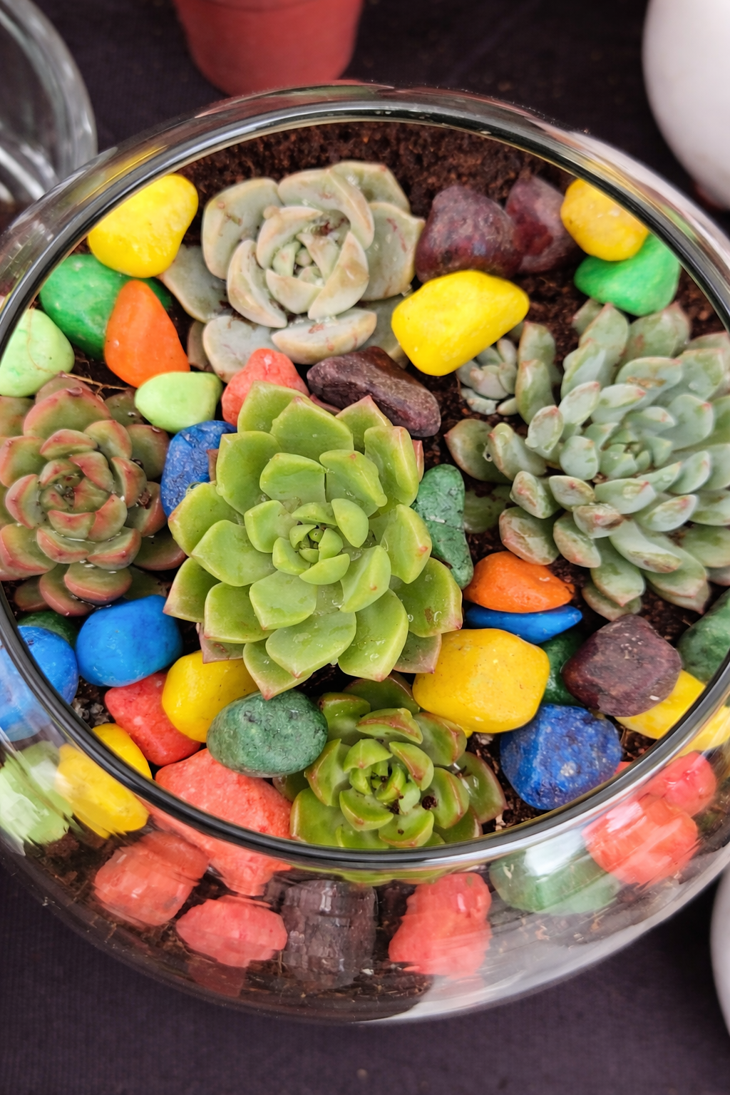 🌿 Succulent Terrarium Bowl – Ready Indoor Garden