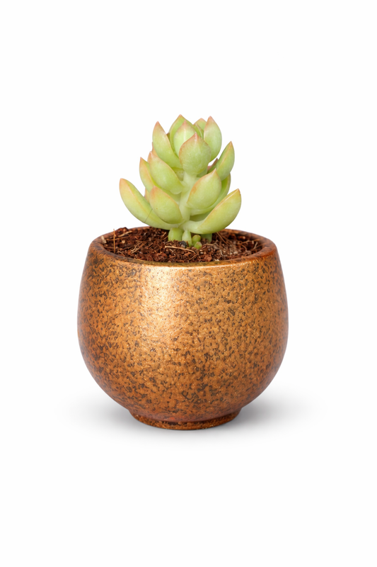Mini Succulent in Premium Terracotta Pot