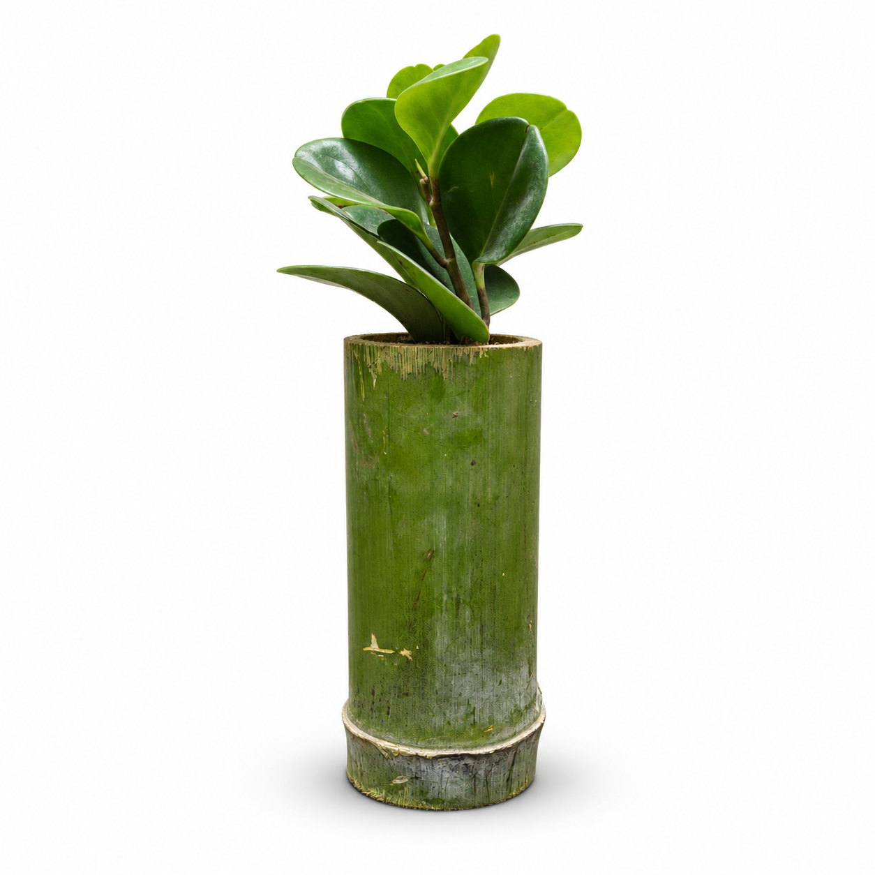 Baby Rubber Plant in Natural Bamboo Planter