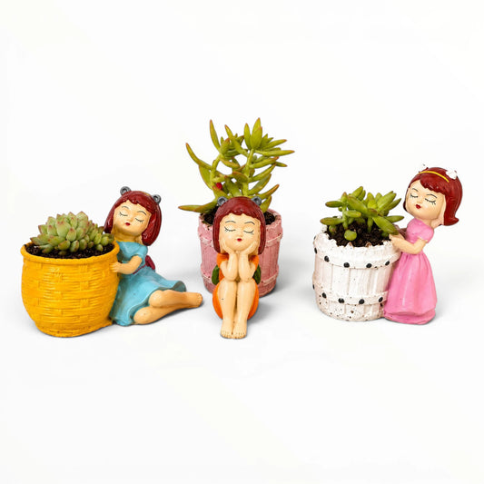 Dreamy Girl Succulent Planter Trio – Assorted Succulent Collection