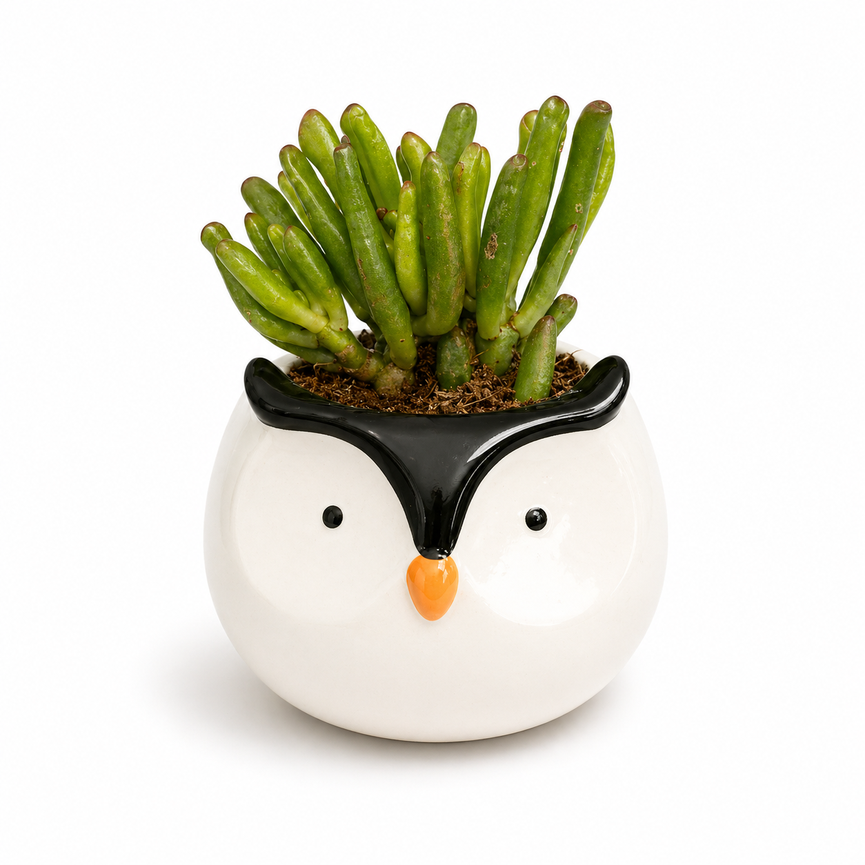 Gollum Jade Succulent in Penguin Ceramic Pot