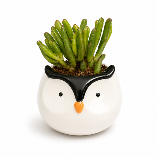 Gollum Jade Succulent in Penguin Ceramic Pot