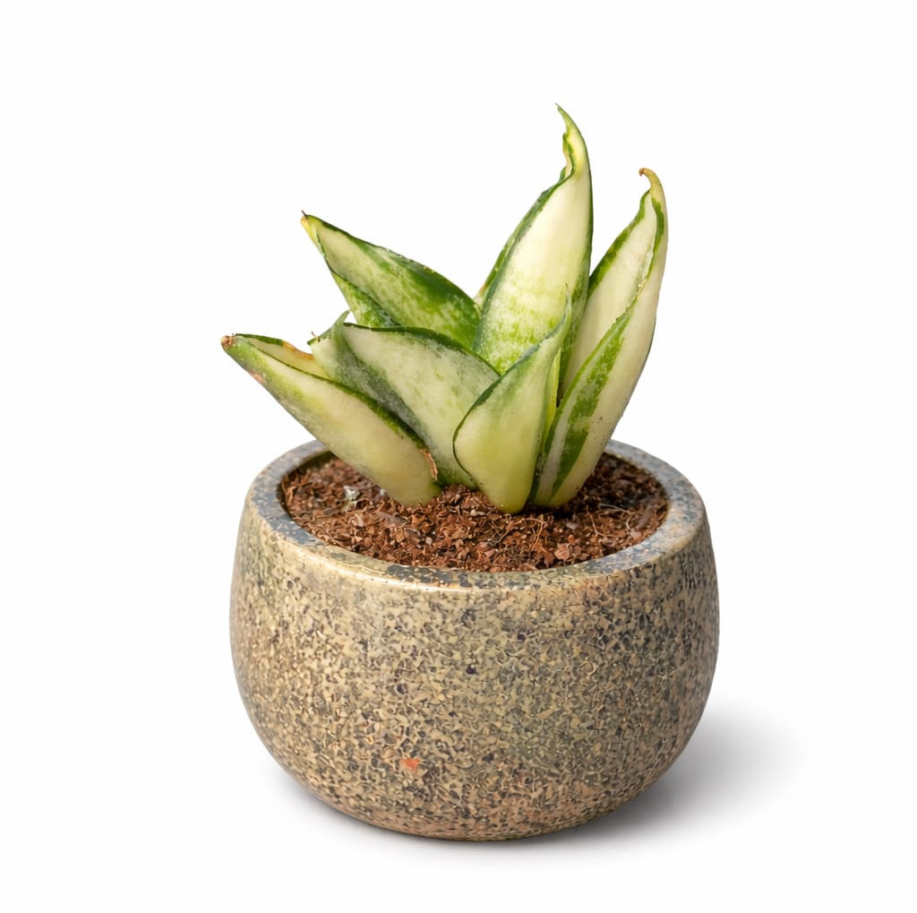 Mini Snake Plant (Sansevieria) – Indoor Desk Plant with Pot