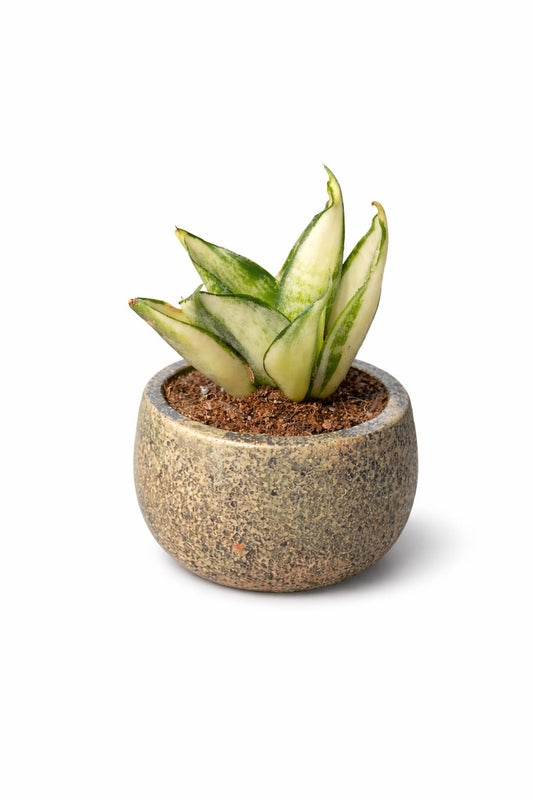 Mini Snake Plant (Sansevieria) – Indoor Desk Plant with Pot