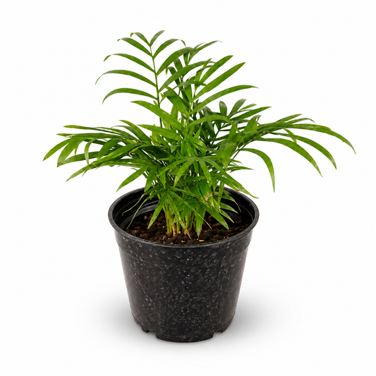Chamaedorea Palm – Elegant Indoor Desk Plant
