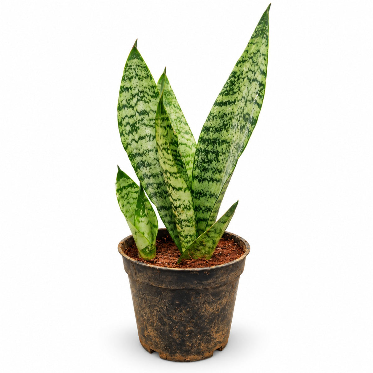Snake Plant with tall green patterned leaves in black nursery pot