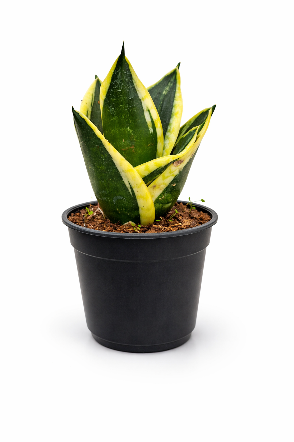 Snake Plant (Variegated Hahnii) – Air Purifying Indoor Plant