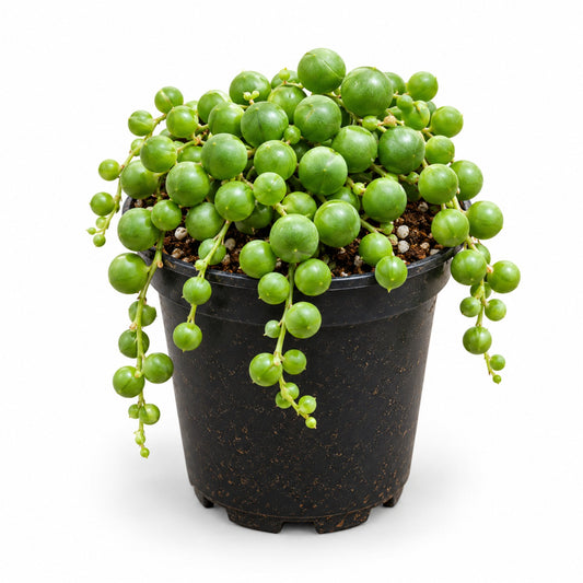 String of Pearls succulent with round green beads trailing from black nursery pot