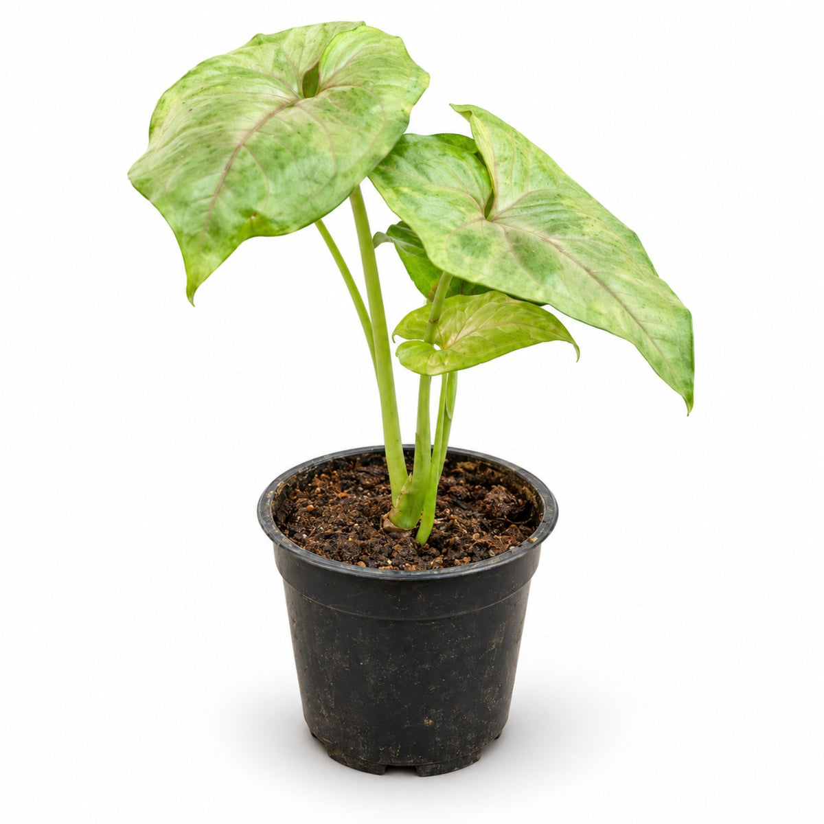 Green Syngonium indoor plant with arrow-shaped leaves in black nursery pot