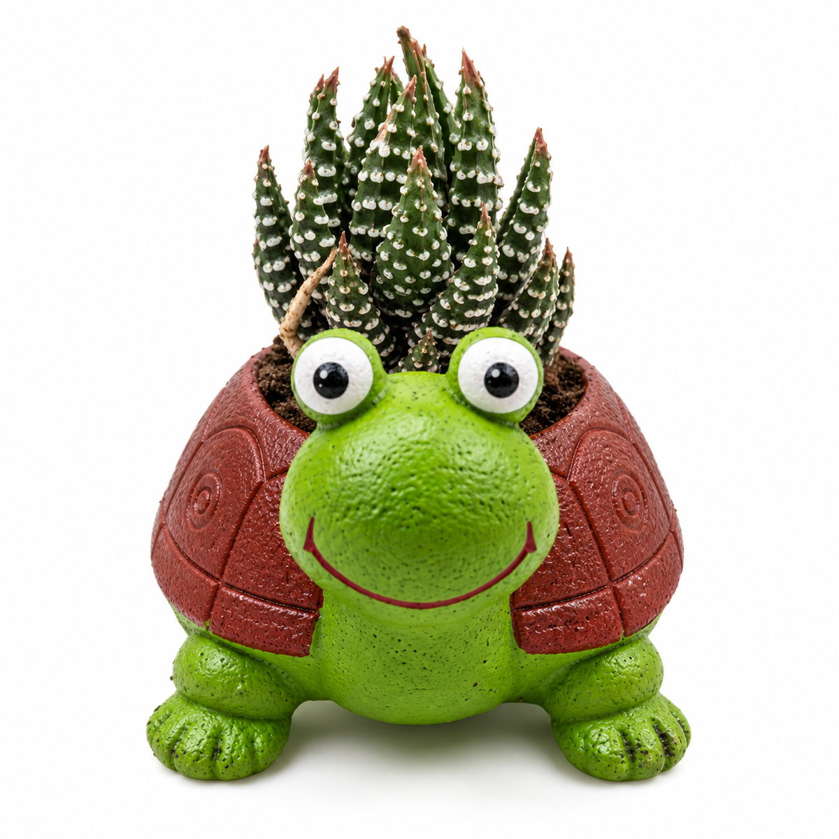 Zebra Haworthia succulent in a cute green turtle-shaped planter on a white background