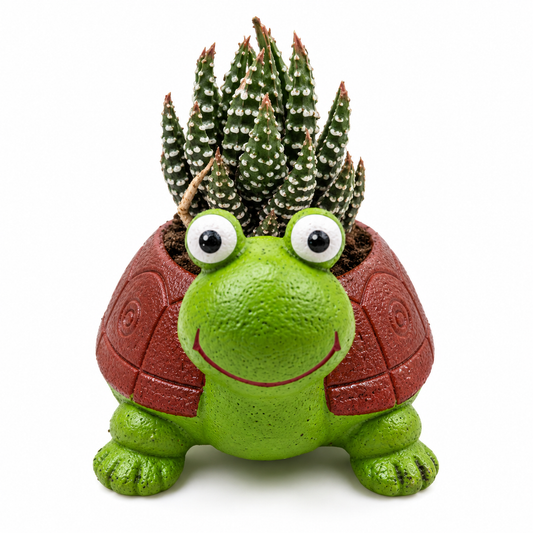 Zebra Haworthia succulent in a cute green turtle-shaped planter on a white background