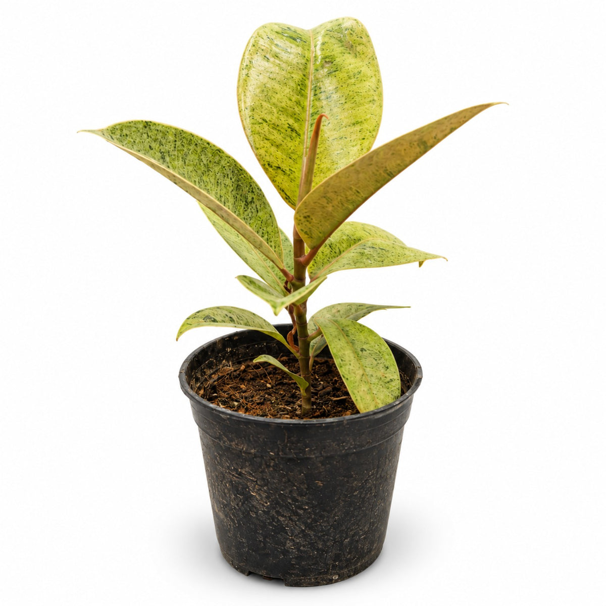 Variegated Rubber Plant with green and yellow speckled leaves in black nursery pot