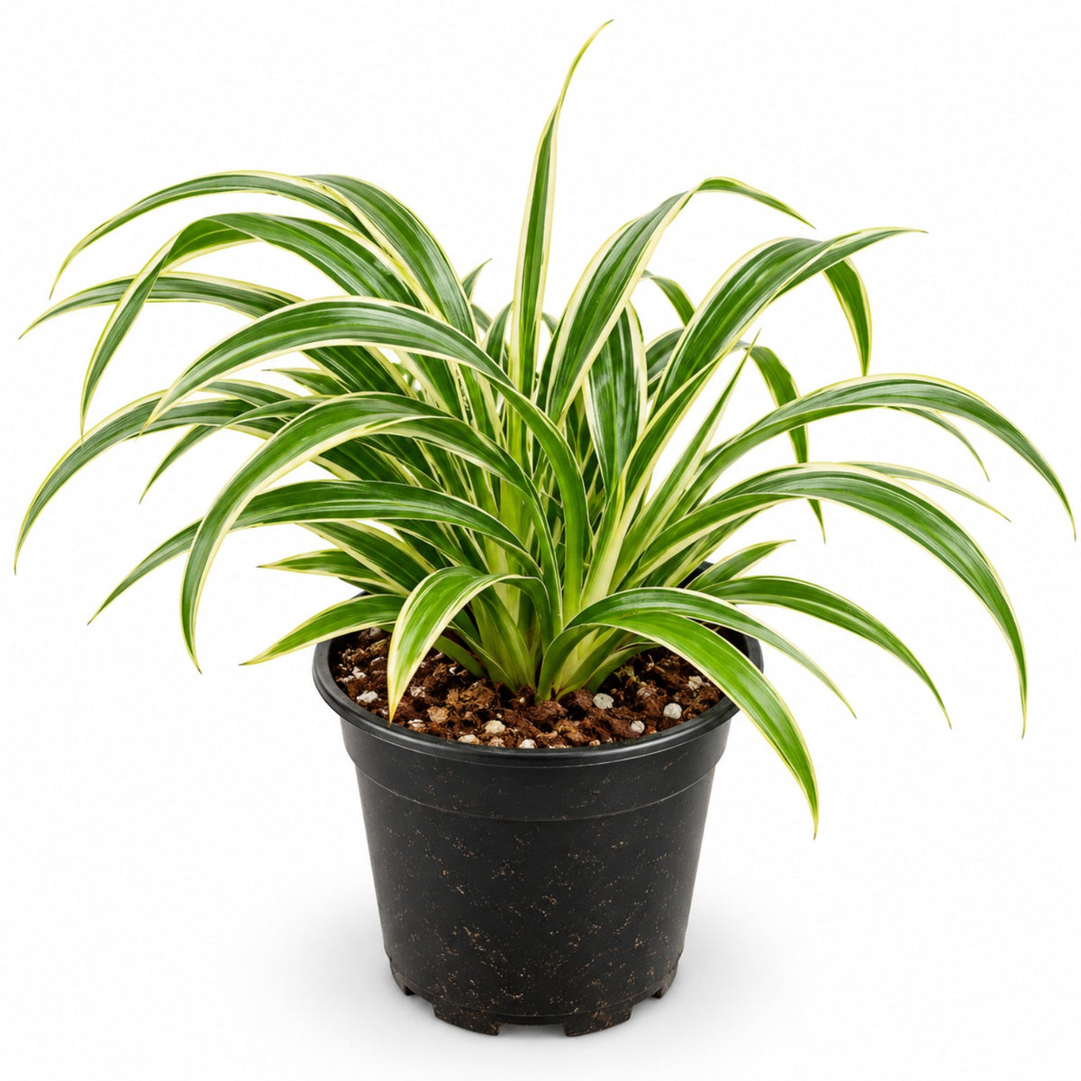 Variegated Spider Plant with green and cream striped leaves in black nursery pot