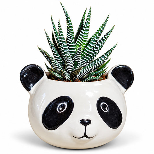 Zebra Haworthia succulent in panda ceramic planter
