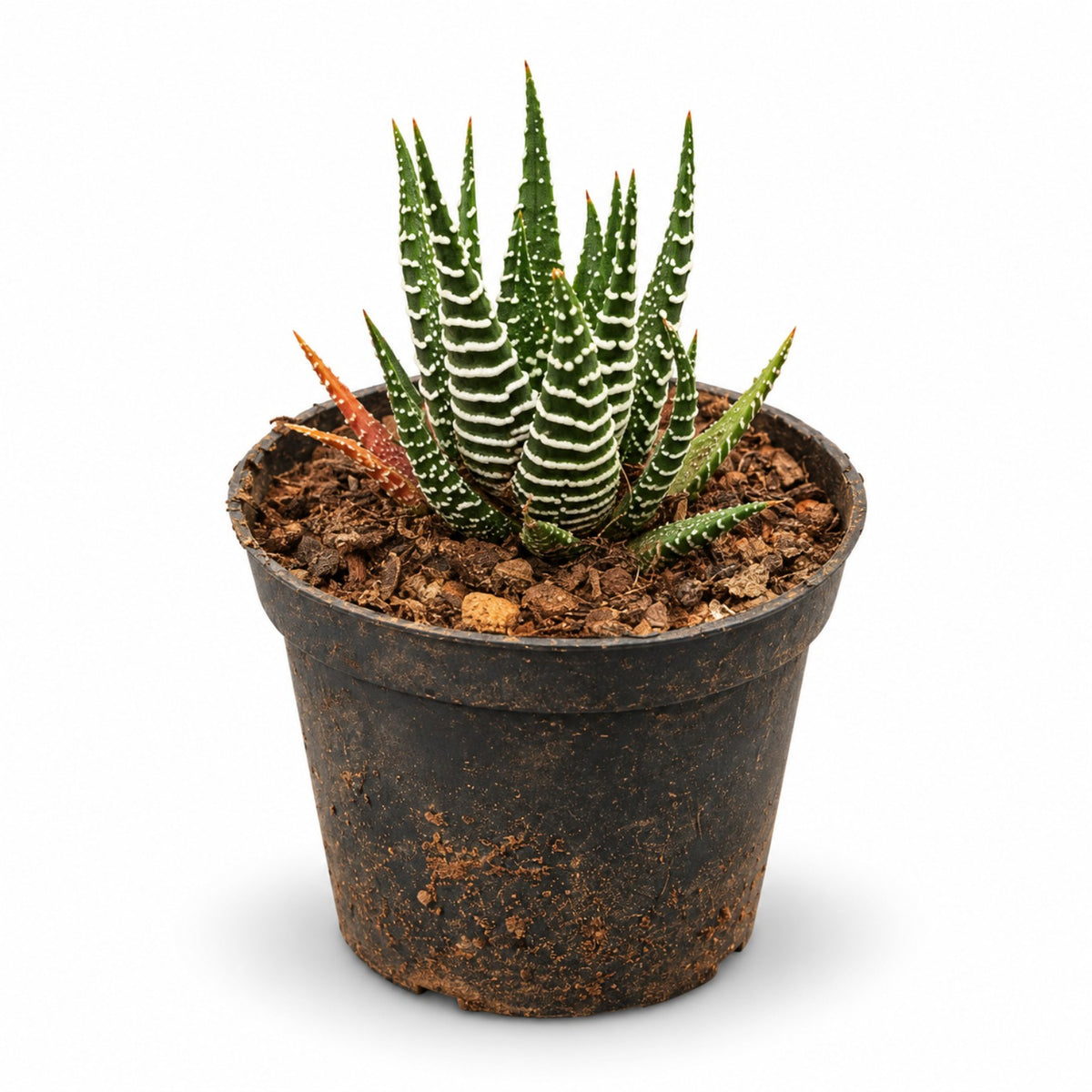 Zebra Haworthia succulent with white striped leaves in black nursery pot