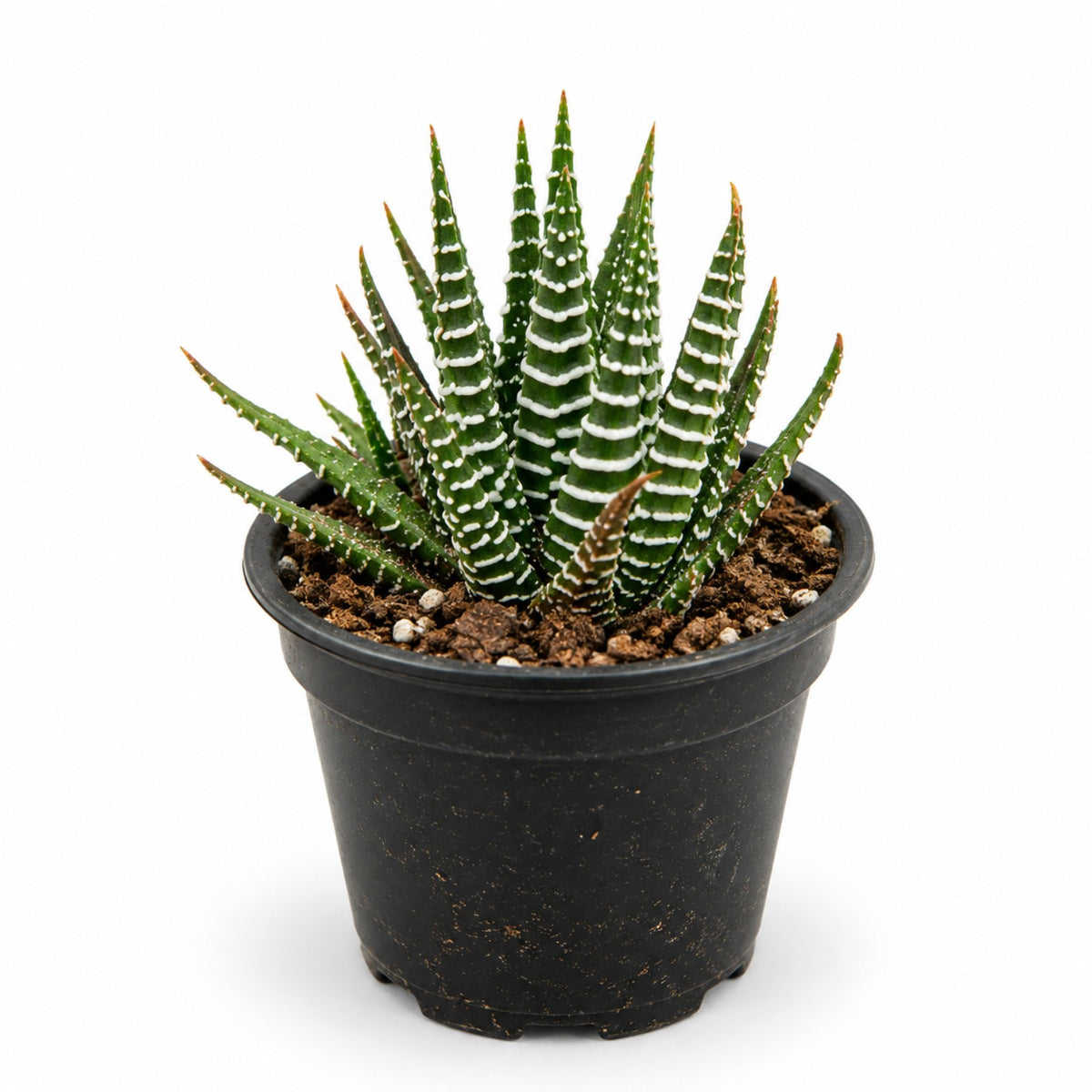Zebra Haworthia with white banded markings in black nursery pot